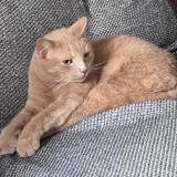 Photo de chat perdu à Laval