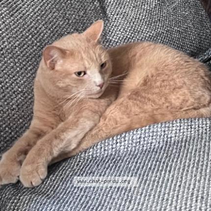 Photo 1/1 Chat retrouvé Perdu à Laval