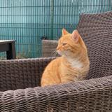 Photo de chat perdu à Montauban