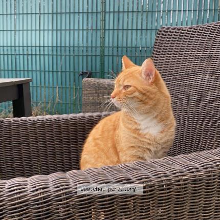 Photo 1/1 Leeroy Chat perdu à Montauban