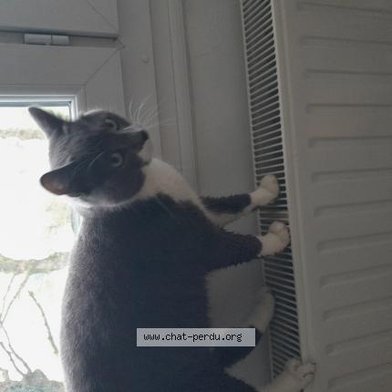 Photo 1/1 Gribouille Chat perdu à St martin sur oust