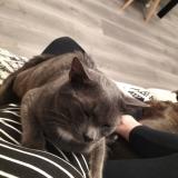 Photo de chat perdu à Port Brillet