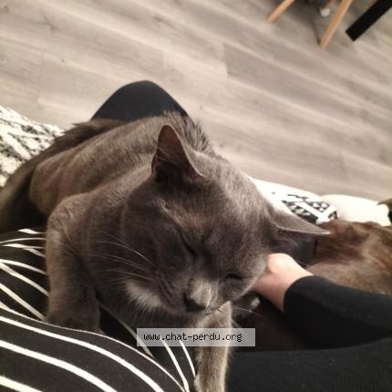 Photo 1/1 Gribouille Chat perdu à Port brillet