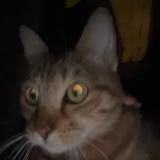 Photo de chat trouvé à Marseille