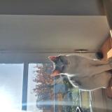 Photo de chat perdu à Troyes