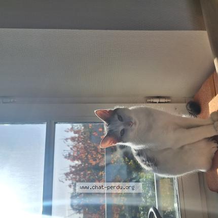 Photo 1/1 Chat retrouvé Perdu à Troyes