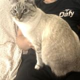 Photo de chat perdu à Toulouse