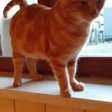 Photo de chat perdu à Rambervillers