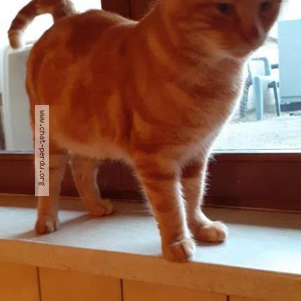 Photo 1/1 Sans nom Chat perdu à Rambervillers