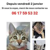 Photo de chat perdu à Opio