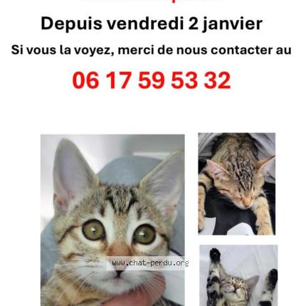 Photo 1/1 Zara Chat perdu à Opio