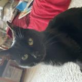 Photo de chat trouvé à Watermael Boitsfort