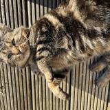 Photo de chat trouvé à Capdenac Le Haut