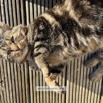 Photo 1/1 Chat trouvé Trouvé à Capdenac le haut