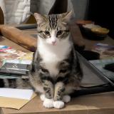 Photo de chat perdu à Escalquens