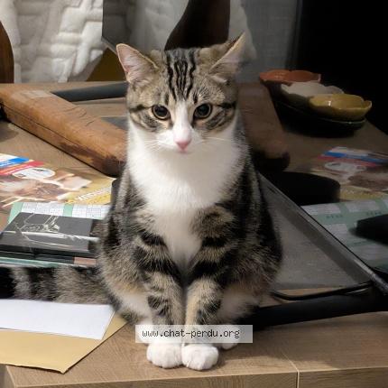 Photo 1/1 Chat retrouvé Perdu à Escalquens