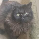 Photo de chat trouvé à Saint Denis