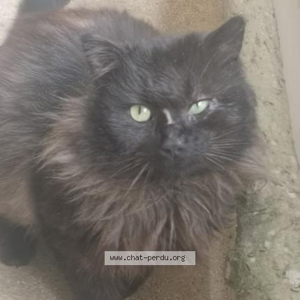 Photo 1/1 Chat trouvé Trouvé à Saint denis