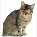 Photo de chat perdu à Cannes