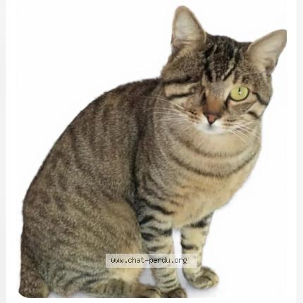 Photo 1/1 Chat retrouvé Perdu à Cannes