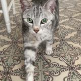 Photo de chat perdu à Sombreffe