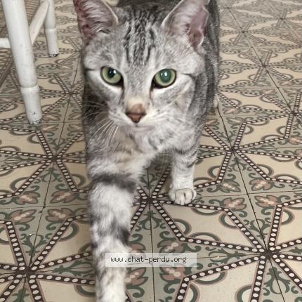 Photo 1/1 Mouche Chat perdu à Sombreffe