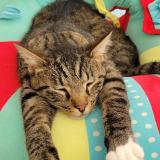 Photo de chat perdu à Saint Bonnet Le Courreau