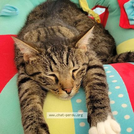 Photo 1/1 Matou Chat perdu à Saint bonnet le courreau