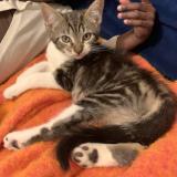 Photo de chat perdu à Tours