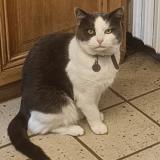 Photo de chat perdu à Ballancourt Sur Essonne