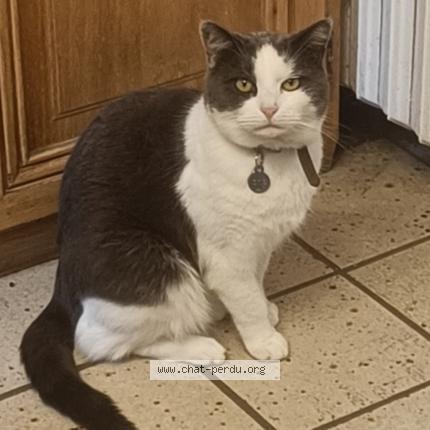 Photo 1/1 Otis Chat perdu à Ballancourt sur essonne