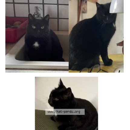 Photo 1/1 Chat retrouvé Perdu à Grenoble