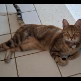 Photo de chat perdu à Autheuil Authouillet