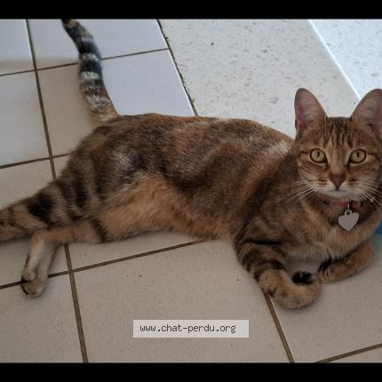 Photo 1/1 YUNA Chat perdu à Autheuil authouillet