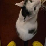 Photo de chat perdu à Brooklyn