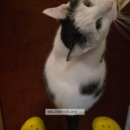 Photo 1/1 Mama Snow Chat perdu à Brooklyn