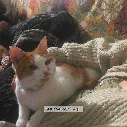 Photo 1/1 Chat retrouvé Perdu à Hasparren