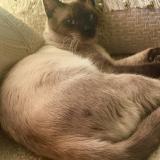 Photo de chat perdu à Perpignan