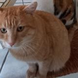Photo de chat perdu à Tarare