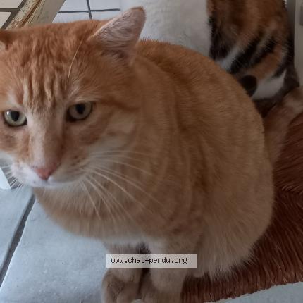 Photo 1/1 Chat retrouvé Perdu à Tarare