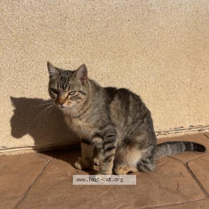 Photo 1/1 Kiki Chat perdu à Temecula