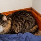 Photo de chat trouvé à Saint Hyacinthe