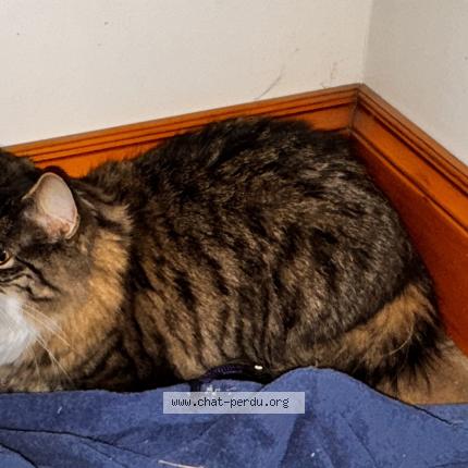 Photo 1/1 Chat trouvé Trouvé à Saint hyacinthe
