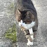 Photo de chat perdu à Laval