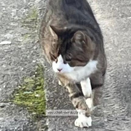 Photo 1/1 Slam Chat perdu à Laval