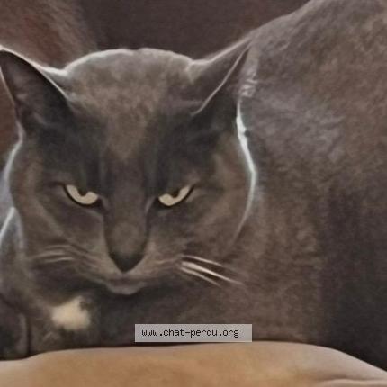 Photo 1/1 Roxy Chat perdu à Valbonne