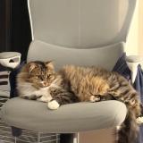 Photo de chat perdu à Vallan