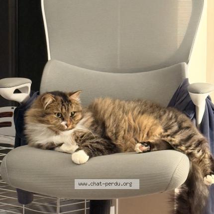 Photo 1/1 Chouchou Chat perdu à Vallan
