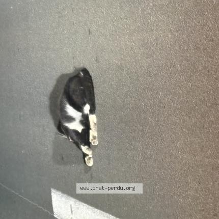 Photo 1/1 Chat trouvé Trouvé à Medis