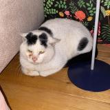 Photo de chat trouvé à Paris